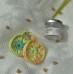Rosy Cheeks Make Up Remover and Facial Cleanser - 20ml